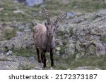 Close up and magnetic portrait of the muzzle of a male alpine ibex (Capra ibex) with one blind eye.
Stelvio National Park. Upper Vallecamonica.