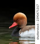 Small photo of The red-crested pochard (Netta rufina) is a large diving duck.