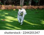Small photo of Blind dog playing fetch with a ball in the yard