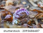 Small photo of Toothwort.Lathraea squamaria parasitic flowers in bloom, amazing light pink white flowering plants.