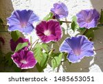 Small photo of Morning Glory, Three-color Morning Glory, Ipomoea purpurea, is a beautiful climbing plant with various colored, funnel-shaped flowers.