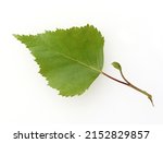 Birch tree, birch betula, is a native tree that is also used medicinally as a medicinal plant.