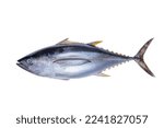 Small photo of The yellowfin tuna is a species of tuna found in pelagic waters of tropical and subtropical oceans worldwide Thunnus albacares