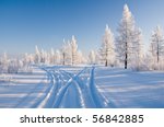 Winter Forest With Road