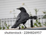 A view of a japanese crow on...