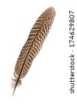 Pheasant Feather Isolated On...