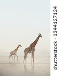 Two Giraffes Walking On A Beach ...