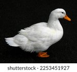 White Duck  Aylesbury Duck ...
