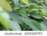 Banyan Leaf Morphology The leaves of this banyan plant are oblong or oval, with a blunt leaf base and on the edges of the leaves look even and smooth