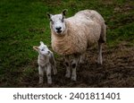 Small photo of A mother sheep and her lamb nuzzle noses in a lush green field under a clear blue sky.