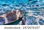A beautiful sea turtle swimming ...