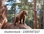 Small photo of Grizzly bear in Bearizona Wildlife Park, Williams, Arizona, USA.