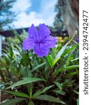 Small photo of Kencana Ungu (Ruellia tuberosa L.) is one of the flowering plants of the acanthacea, which grows on the roadside, bushes, or grows in the bush bush, or it can grow around the bush.