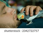 Small photo of owner with her pet.funny cockatiel parrot.Beautiful photo of a bird. Ornithology.Funny parrot.Cockatiel parrot. Home pet bird.Love for animals.Cute cockatiel.Home pet bird.love for pet.parrot taming