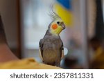 Small photo of Beautiful photo of a bird. Ornithology.Funny parrot.Cockatiel parrot. Home pet yellow bird.Beautiful feathers.Love for animals.Cute cockatiel.Home pet parrot.A bird with a crest.Natural color. memes.