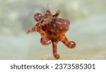 Small photo of selective image of Greater blue-ringed octopus under deep water