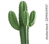 Small photo of Cactus natural good flower picture