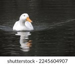 A White Duck Swimming Alone In...