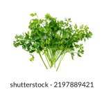 Small photo of Fresh parsley bunch isolated. Cilantro leaves, raw garden parsley twigs pile, chervil sprig, corriender leaves, bunch of greenery on white background top view
