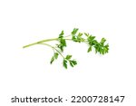 Small photo of Fresh parsley leaf isolated. Cilantro leaves, raw garden parsley twig, chervil sprig, corriender leaves on white background top view