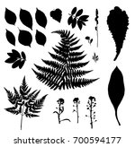 vector plant silhouettes with... | Shutterstock .eps vector #700594177