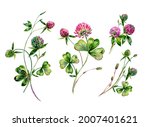 Collection Of Red Clover...