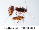 Image of Three dead cockroaches | Freebie.Photography