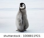 Emperor Penguin Chick Glancing...