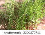 Small photo of Lady in Red Fern Athyrium filix-femina ‘Lady in Red’ Vibrant burgundy color runs through the veins creating a striking contrast with fine-textured, lacy green fronds