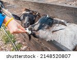 Feeding goats in farm or petting zoo
