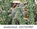 Small photo of Cereus peruvianus monstrous cactus closeup view