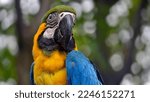 Blue Yellow Macaw Bird In Front ...