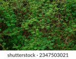 Small photo of In Indonesia, we often call this plant as princess malu. There is also a mention of mimosa pudica. The word pudica is taken from Latin which means shy or shrunken