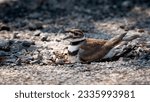 one single adult killdeer bird sitting on a clutch of eggs 