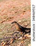 Common Female Grackle On The...