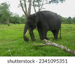 elephants playing freely in the area of the elephant training center at the Way Kambas Lampung Indonesia national center