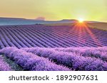 Purple Lavender Field With Rows ...