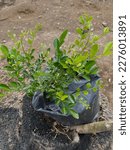Small photo of Citrus plant seedlings languish for lack of nutrients