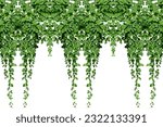 Small photo of Hanging jungle vine plant bush of Bush grape or three-leaved wild vine carats. Ivy green with leaf or a trail of realistic ivy leaves. Png