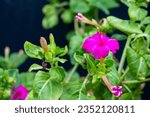 Small photo of Flower of the Mirabilis jalapa or Don Diego de Noche, with copy space.