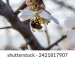 Harvest Moment: Bee Collecting Pollen on Almond Blossom.