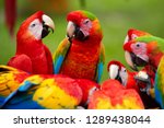 Group Of Wild Ara Parrots  Ara...
