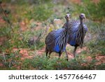 Pair Of Vulturine Guineafowl ...