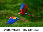 Two Scarlet Macaw Parrots ...