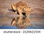Small photo of Lioness drinks, stares at the camera, reflects in the water, direct eyes contact. Morning safari in Savuti Park, Botswana.