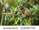  Greater Bamboo Lemur ...
