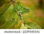 Small photo of Chameleons of Madagascar: Furcifer bifidus, Attractive, bright green striped chameleon endemic to Madagascar, climbing on branch with leaves, curled tail, blurred green-orange background.
