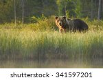 Close up wild, big  Brown Bear, Ursus arctos, male on the bank of lake, staring directly at camera. Arctic meadow with flowering grass lit by early morning colorful light. Wildlife, european taiga.