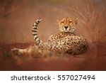 Wild Cheetah, Acinonyx jubatus, relaxing on reddish soil, staring directly at camera. Ground level photography.  Typical KwaZulu Natal's dry forest environment. Zimanga, South Africa.