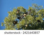 Small photo of Flying Fox. The Madagascar Flying Fox or Golden-crowned Flying Fox. A rare fruit bat. Located in the Madagascar tourist park.